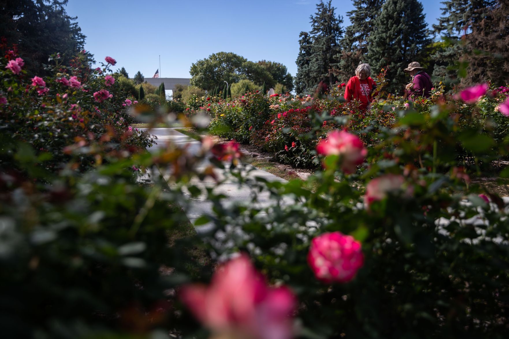 Roses